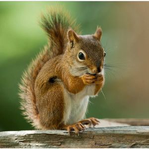 Meet your Posher, Shelly